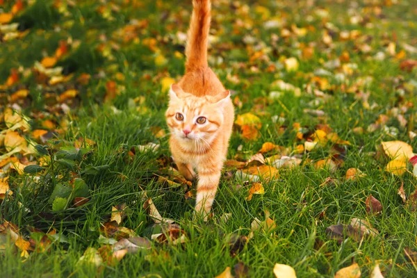 Defocus red kitten in autumn park. Young cat with brown eyes, playing in autumn leaves kitten in yellow leaves. Kitten fall. Out of focus.