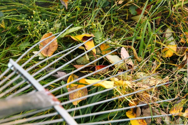 Oskärpa Närbild Kratta Rake Med Fallna Blad Trädgårdsskötsel Höstsäsongen Rengör — Stockfoto