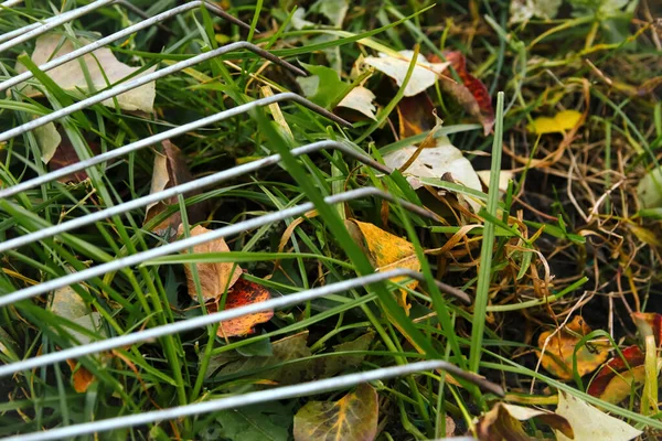 Oskärpa Närbild Kratta Rake Med Fallna Blad Trädgårdsskötsel Höstsäsongen Rengör — Stockfoto