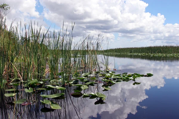 Everglades parque nacional — Fotografia de Stock