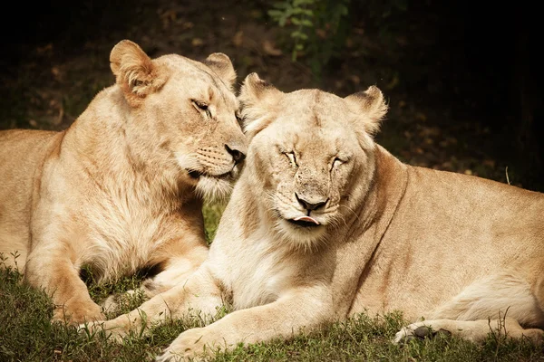 Lionesses yakın çekim — Stok fotoğraf