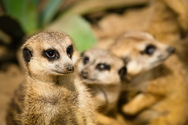 Familia de suricatas lindas — Foto de Stock