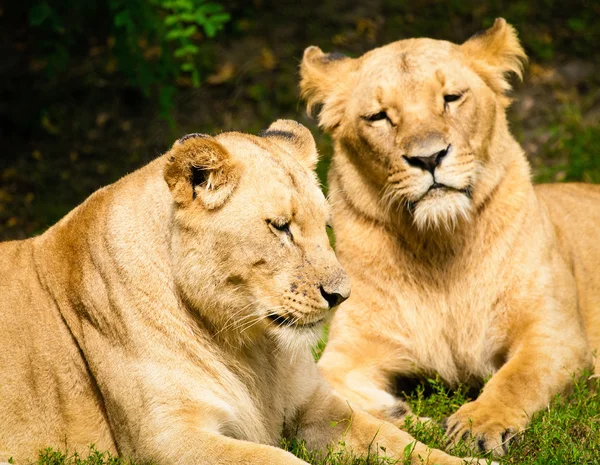 Close-up of Lionesses — Stock Photo, Image