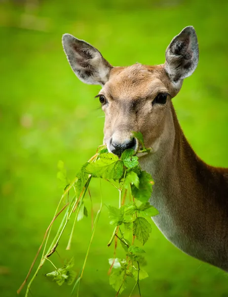 Μεγάλο whitetail buck — Φωτογραφία Αρχείου