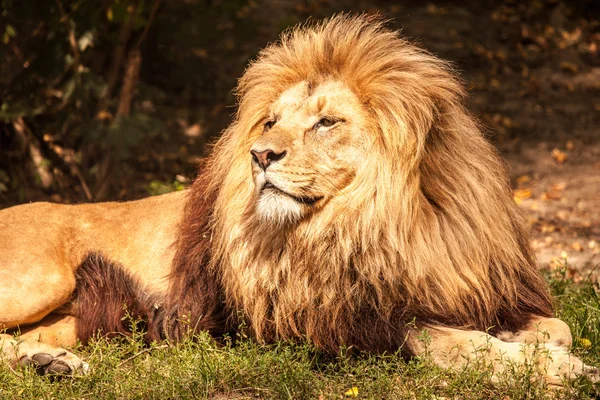 Lion the king — Stock Photo, Image