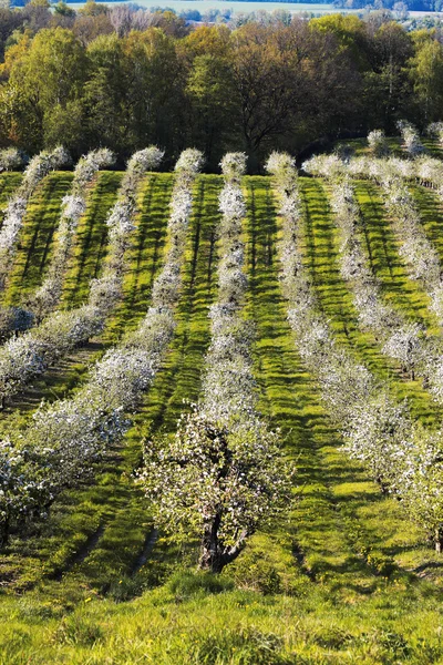 Hermoso huerto de manzana — Foto de Stock