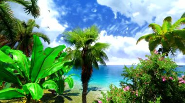 Hawaiian cennet