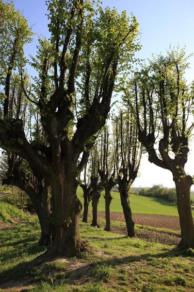 Söğüt ağaçları — Stok fotoğraf