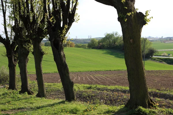 Willow trees — Stock Photo, Image