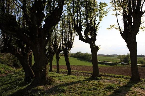 Willow trees — Stock Photo, Image