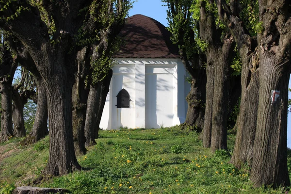 Вербами — стокове фото