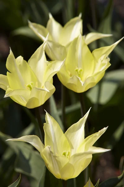 Flowers — Stock Photo, Image