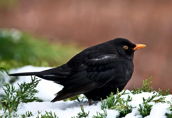 Blacbird — 图库照片