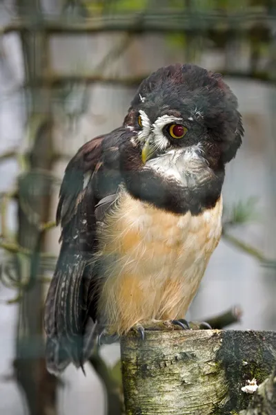 Spectacled owl /pulsastrix perspicillata/ — Φωτογραφία Αρχείου