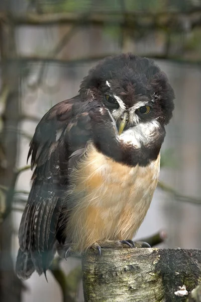 Búho de anteojos / pulsastrix perspicillata / — Foto de Stock