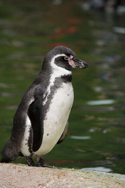 Penguin — Stock Photo, Image