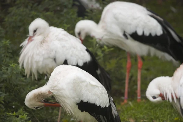 Storks — Stock Photo, Image