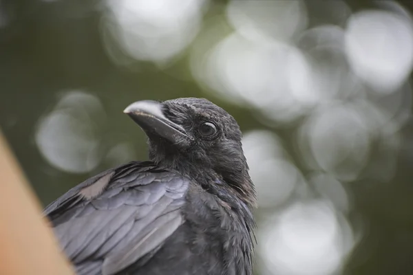 可爱的乌鸦 — 图库照片