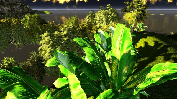 Banana trees — Stock Photo, Image