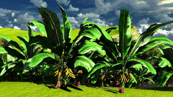 Banana trees — Stock Photo, Image