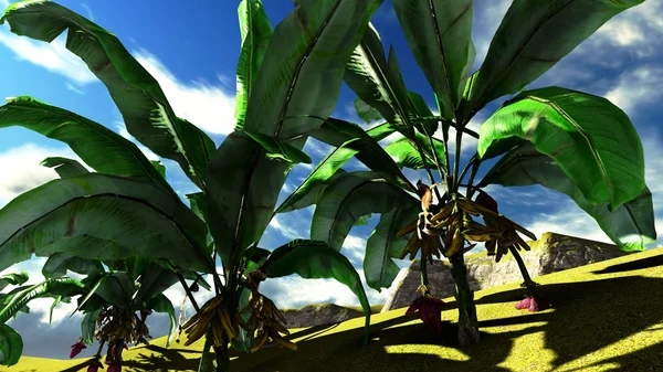 Bananenbäume — Stockfoto