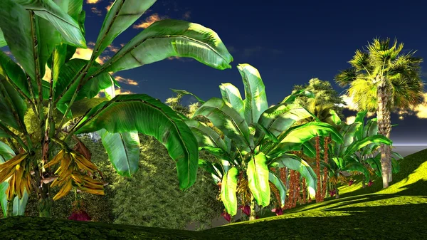Bananenbäume — Stockfoto