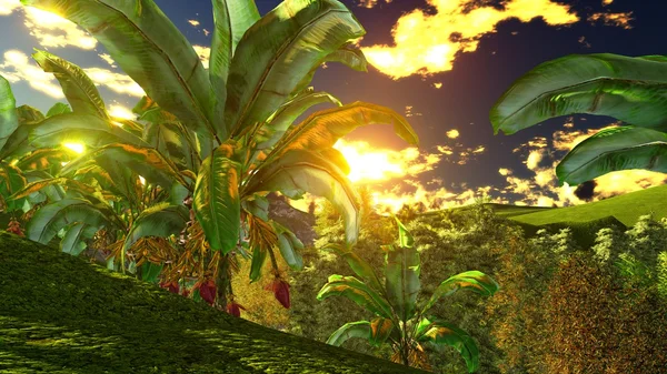 Banana trees — Stock Photo, Image