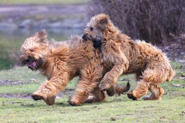 komik köpek parkında eğlenirken