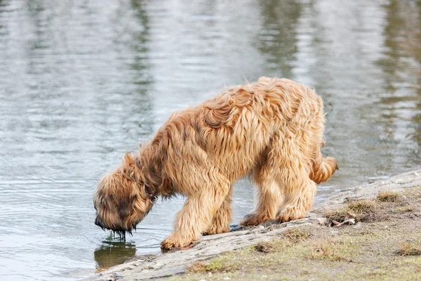 Lustige Hunde tummeln sich im Park — Stockfoto