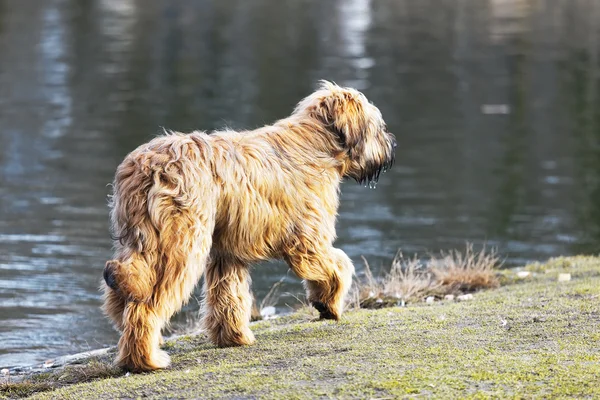 Chiens drôles frémissant dans le parc — Photo