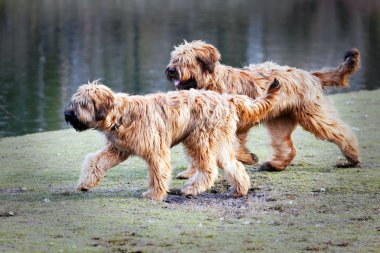 komik köpek parkında eğlenirken