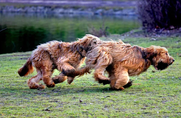 Lustige Hunde tummeln sich im Park — Stockfoto