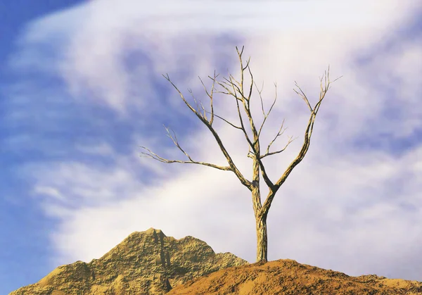 Árbol solitario —  Fotos de Stock