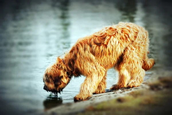Cão peludo — Fotografia de Stock