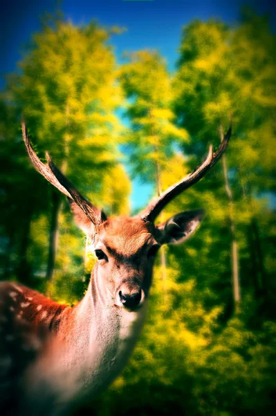 Veados na floresta — Fotografia de Stock