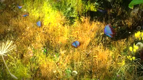 Καλοκαίρι λουλούδια με πεταλούδες — Αρχείο Βίντεο