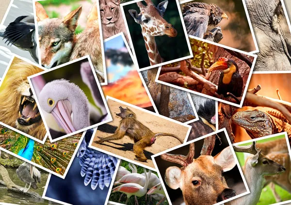 Verschillende dieren collage — Stockfoto