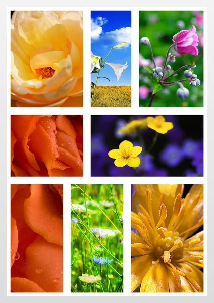 Blommig collage — Stockfoto