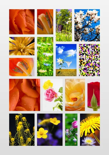 Floral collage — Stock Photo, Image