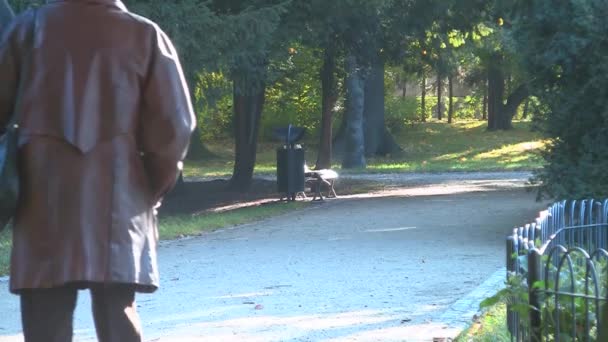 Glückliches Seniorenpaar im Herbstpark — Stockvideo