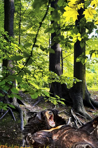 Urso deitado na grama na floresta antiga — Fotografia de Stock