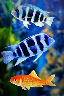 Goldfishamong other fish