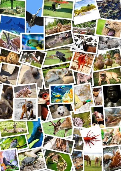 Collage d'animaux différents sur cartes postales — Photo