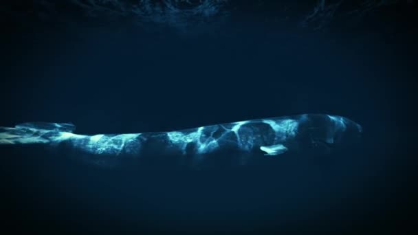 水中の海のクジラ — ストック動画