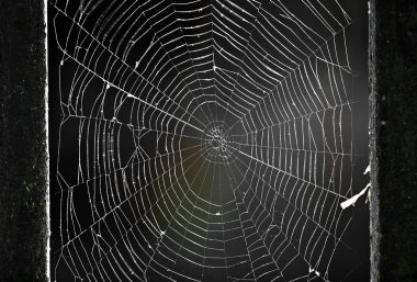 SpiderWeb