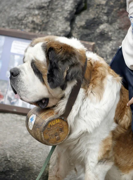 シトー犬 — ストック写真