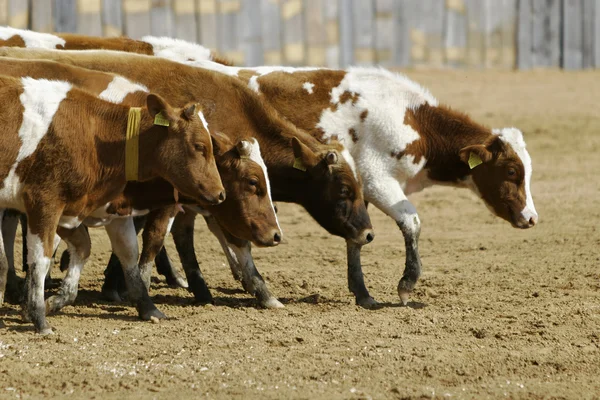 Concurso Internacional de Rodeo —  Fotos de Stock