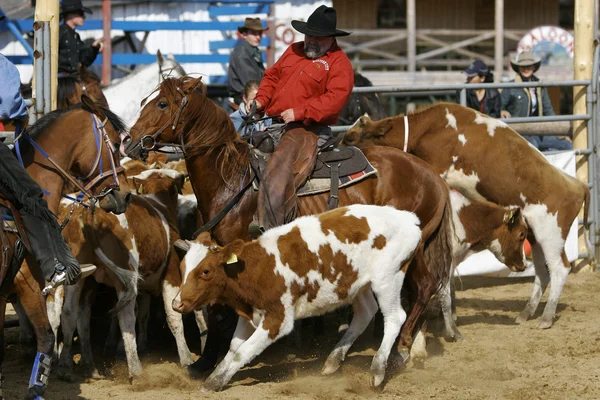 International Rodeo Contest — Stock Photo, Image