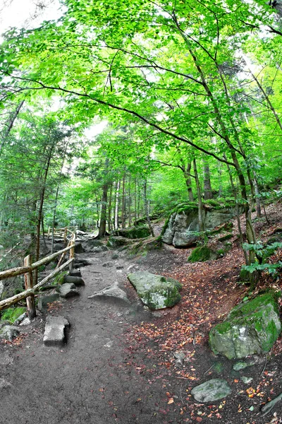 Orman yolu — Stok fotoğraf