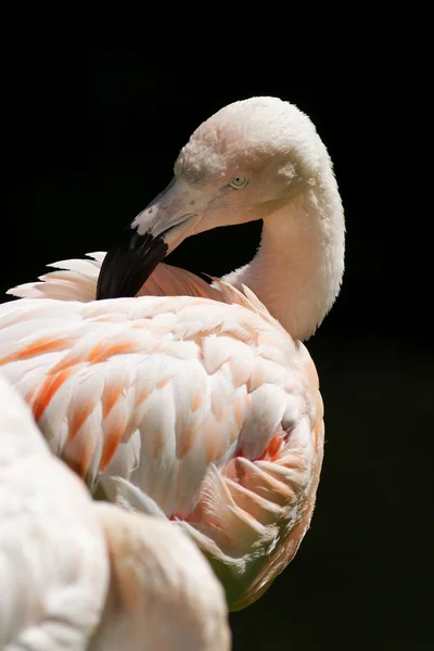 Flamant rose — Photo